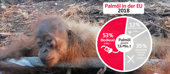 Palmöl soll bis 2030 als Biosprit in der EU auslaufen (© Collage RdR) Collage - Palmölverwendung EU 2018 mit Gefesseltes Orang-Utan-Baby - DE
