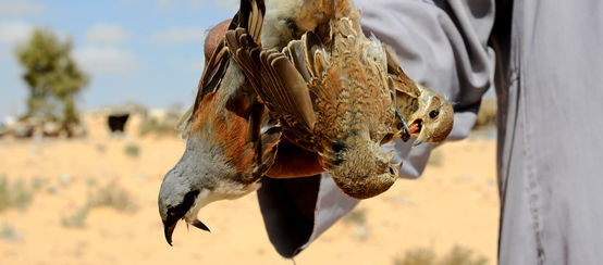 Vogelfang in Ägypten