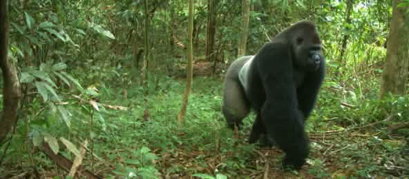 Ein Cross River Gorilla vor einer Kamerafalle Cross River Gorilla