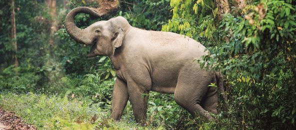 © Kevin Schafer Asiatischer Elefant
