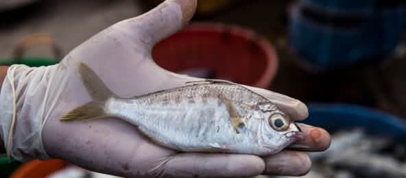 Whipfin-Silver-Biddy Fisch