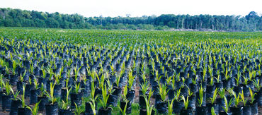 Palmölplantage, Borneo, Indonesien