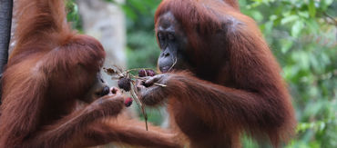 2 Orang Utan essen Früchte