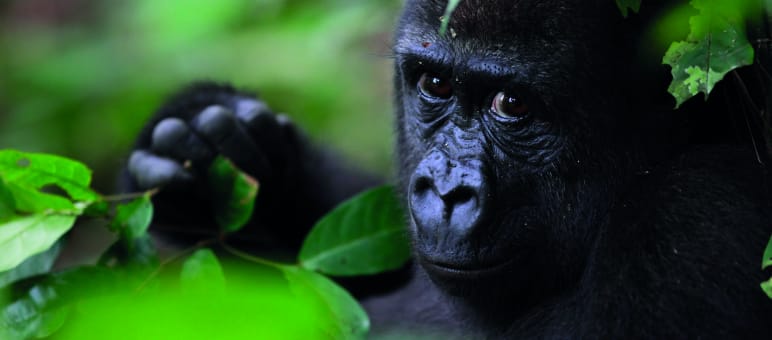 Die Gorillas in Ebo-Wald leben 200 Kilometer von ihren nächsten Verwandten entfernt. Ein Indiz dafür, dass sie eine neue Unterart sind Gorilla im Ebo-Wald, Kamerun