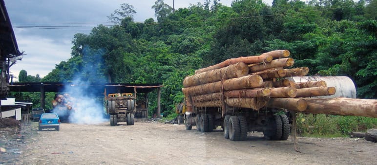 Illegale Waldrodung im malaysischen Bundesstaat Sabah