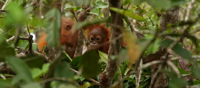 Junger Orang-Utan im Baum