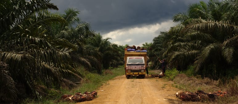 Palmölplantage in Indonesien (Symbolbild) Palmölplantage in Indonesien