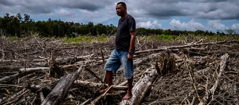 Mann im Kahlschlaggebiet in Wanam bei Merauke, Süd-Papua