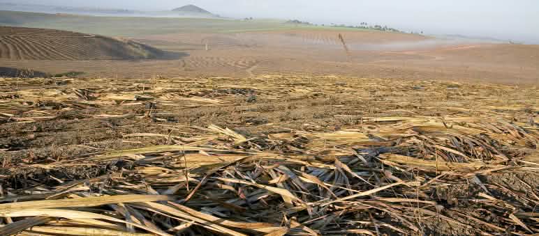 Importierter Ethanol stammt häufig aus den Zuckerrohr-Monokulturen in Brasilien