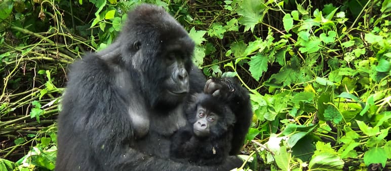 Gorillas gehören zu den vier Menschenaffen-Spezies der Erde. Anders als viele Menschen sind sie Vegetarier. Gorilla mit Jungen in Virunga