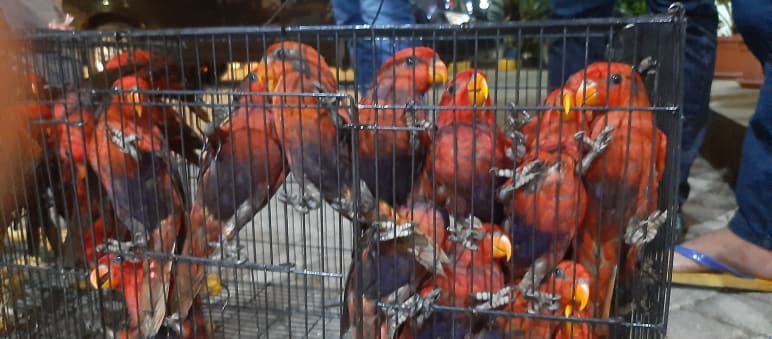 rote Loris im Käfig
