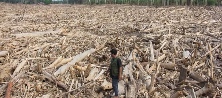 Ein Mann steht auf einem liegenden Baumstamm und schaut hinter sich, wo alles mit Holzstämmen bedeckt ist. Nur am Horizont sieht man Wald