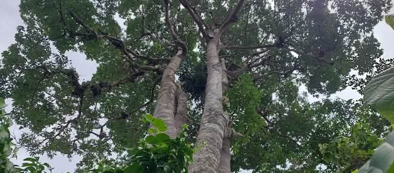 Baum im Regenwald