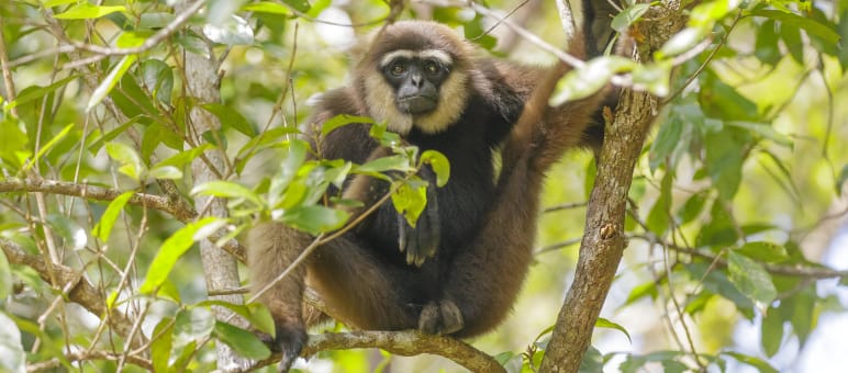 Schwarzhandgibbons sind stark gefährdet und in Indonesien geschützt. Doch ihr Lebensraum wird weiter zerstört Schwarzhandgibbon, Primat