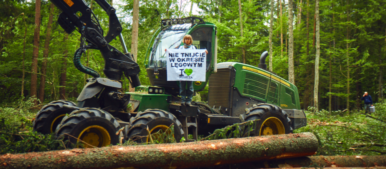 Umweltschützer blockierten die Maschinen der Holzfäller Protest gegen Rodung im Welterbe Bialowieza (Polen)