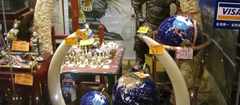 Schaufenster mit Elfenbein: Wilderei hat Elefanten an den Rand des Aussterbens gebracht Elfenbein in Geschäft