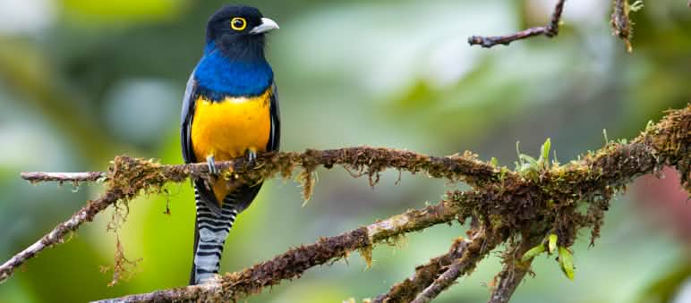 Weißschwanz-Trogon