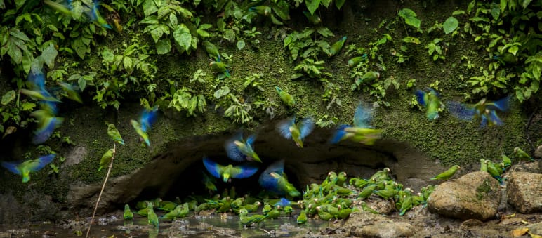 Papageien im Yasuni NP