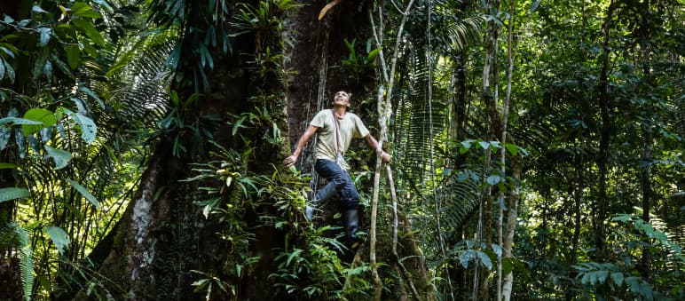Unsere Arbeit vor Ort Francisco klettert auf einen Baum im Regenwald