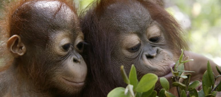Hoffnung für die Orang-Utans in Tripa Zwei junge Orang-Utans erkunden Pflanzen