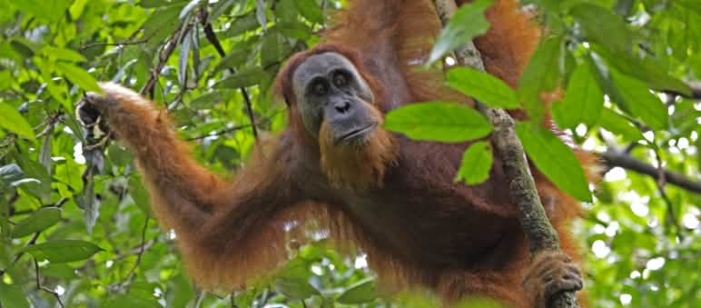 Sumatra Orang-Utan