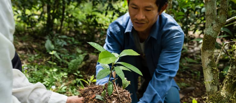 Das Permakultur-Projekt mit biodynamischer Landwirtschaft in Tamshiyacu trägt Früchte. Neben Gemüse und Obst werden auch lokale Baumarten gezogen und ausgepflanzt Aufforstung im Regenwald