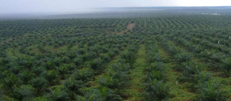 Palmölplantage