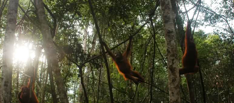 Orang Utans spielen im Regenwald von Borneo.