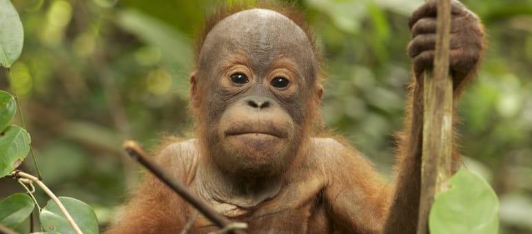 Tripa als Lebensraum der Sumatra Orang-Utans gerettet Orang Utan Baby