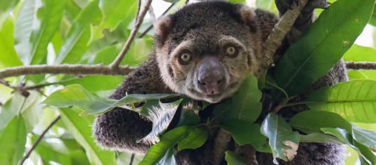 Bärenkuskus im Baum