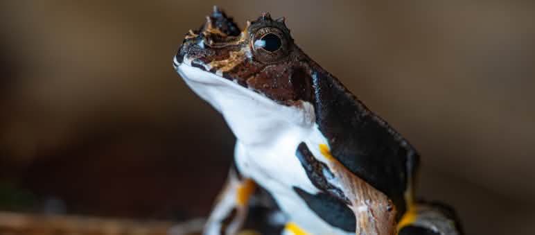 Nahaufnahme eines Frosches