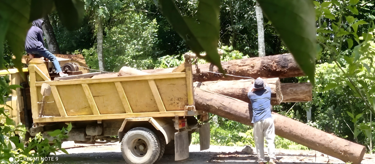 Signal an die Holzmafia im Leuser-Ökosystem Dicke Holzstämme werden auf einen Lastwagen verladen.