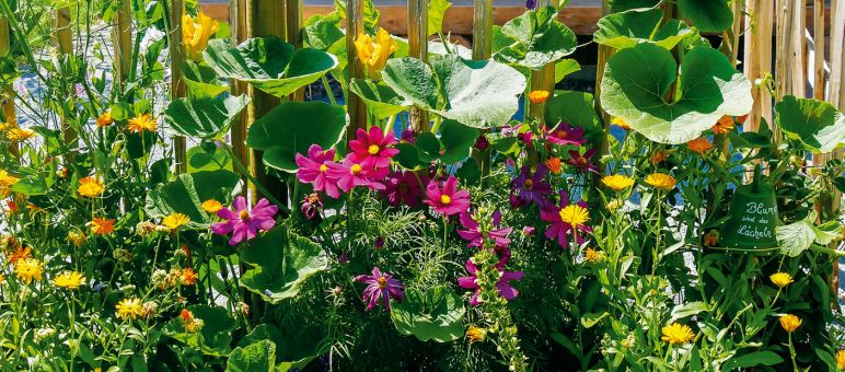 Blumenpracht am Gartenzaun