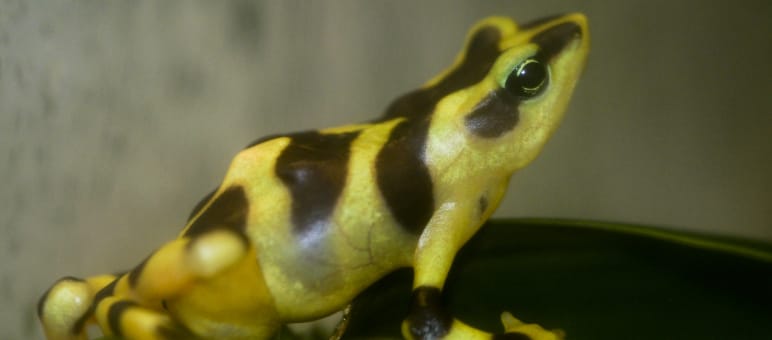 Nahaufnahme der Art Atelopus varius