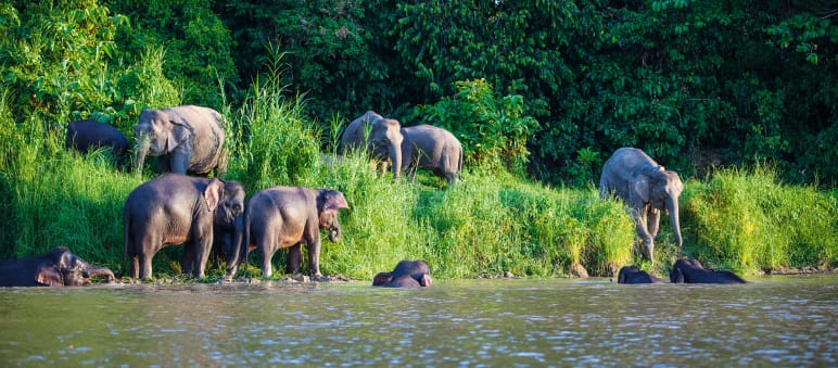 Elefanten am Kinabatangan. Sie brauchen viel Wasser zum Leben und ungestörten Zugang zum Fluss Badende Waldelefanten