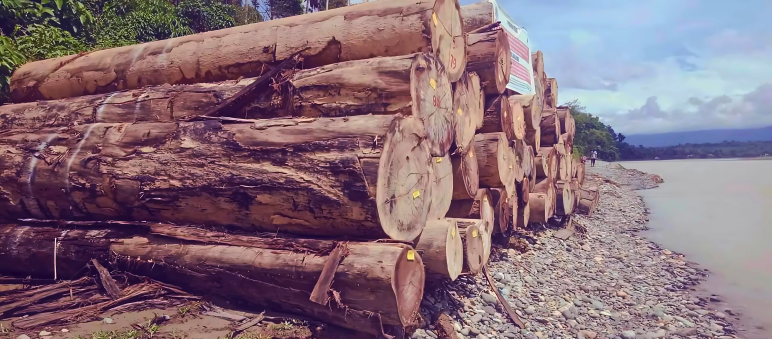 Beweismaterial mit "Zertifikat" Dicke Holzstämme liegen aufgetürmt am Flussufer