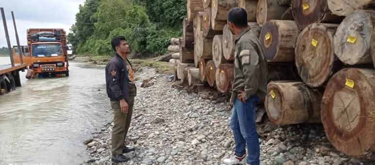 Illegales Tropenholz aus dem Leuser-Ökosystem zum Verkauf etikettiert zwei Männer vor Holzstapel und ein Lastwagen