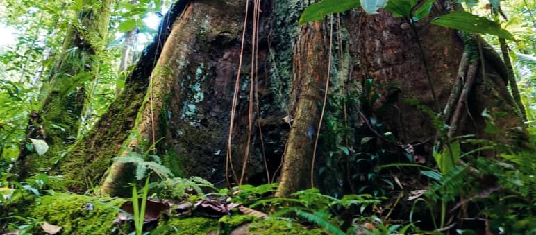 Diese Urwald-Riesen überleben, weil Flächen gekauft und damit geschützt werden können Baumriese in Peru
