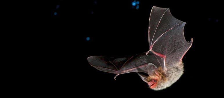 Fledermäuse - im Bild die harmlose Bechsteinfledermaus - können gefährliche Viren in sich tragen, ohne zu erkranken Bechsteinfledermaus