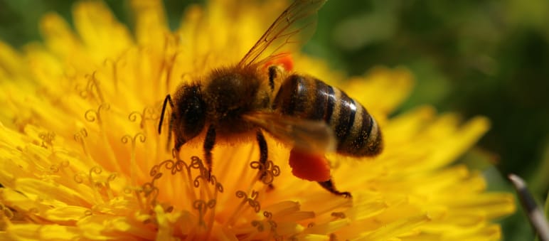 Eine Biene sammelt Nektar und Pollen auf einer Blüte