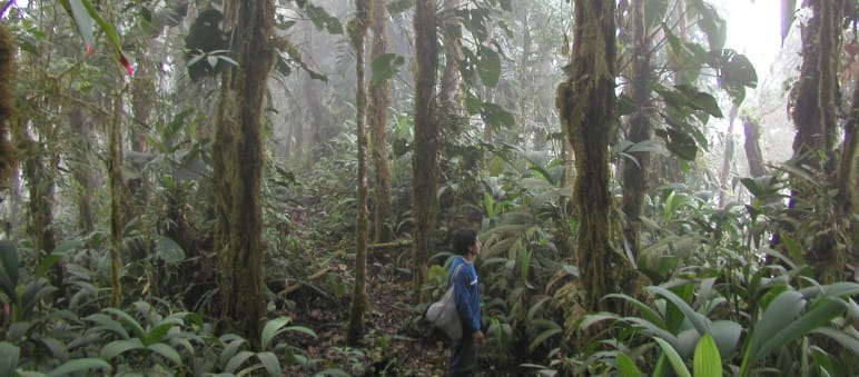 Eine Person zwischen den mit Moosen und Epiphyten bewachsenen Stämmen im nebelverhangenen Bergregenwald