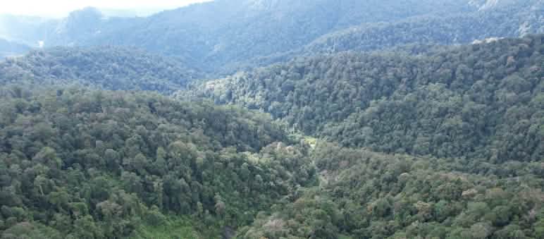 Regenwald in den Bergen von oben