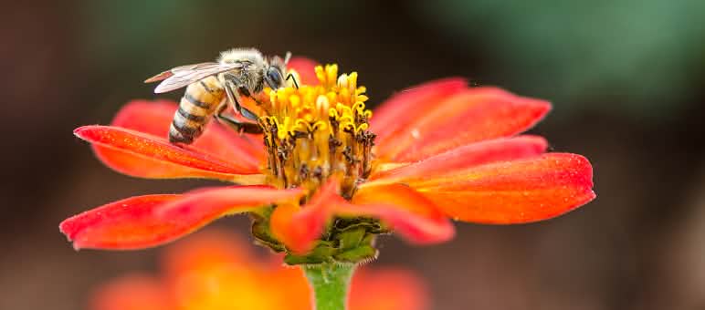Biene Eine Biene sitzt auf einer Blüte.