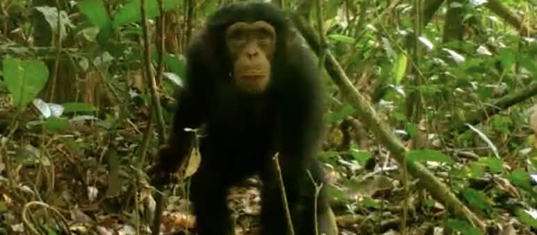 Schimpanse im Grebo-Krahn Nationalpark, Liberia