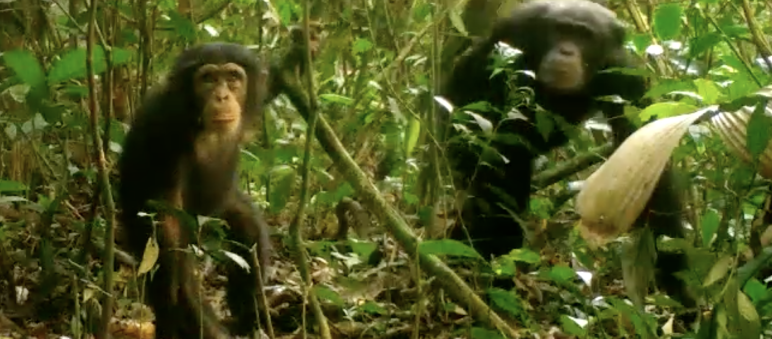 Neugierig schaut der junge Schimpanse in die Kamera. Seine Mutter hält sich im Hintergrund Schimpansen im Grebo-Krahn Nationalpark, Liberia