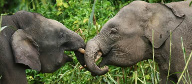 zwei Borneo Zwergelefanten