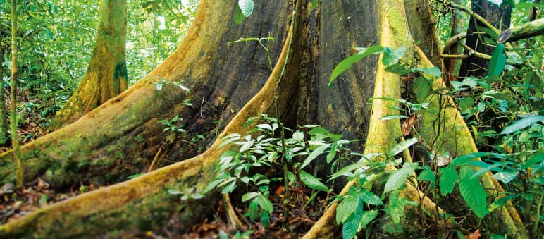 Der tropische Regenwald auf Borneo wird seit Jahrzehnten systematisch zerstört Brettwurzel