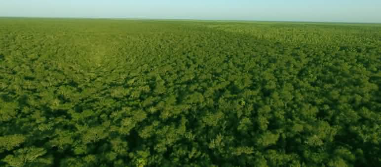 Luftbild von intaktem Chaco-Urwald in Paraguay
