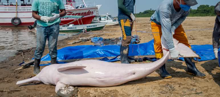 Toter Amazonasdelfin am Strand