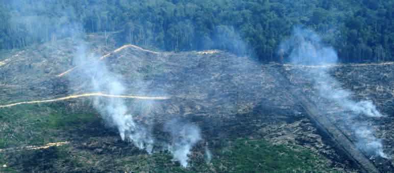 Brandrodung im Tripa Torfmoor